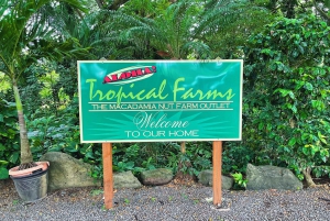 Oahu: Diamond Head Crater Hike and North Shore Experience