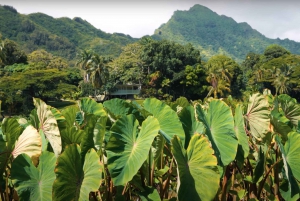 Oahu: Kualoa Farm och Secret Island Tour med Trolley
