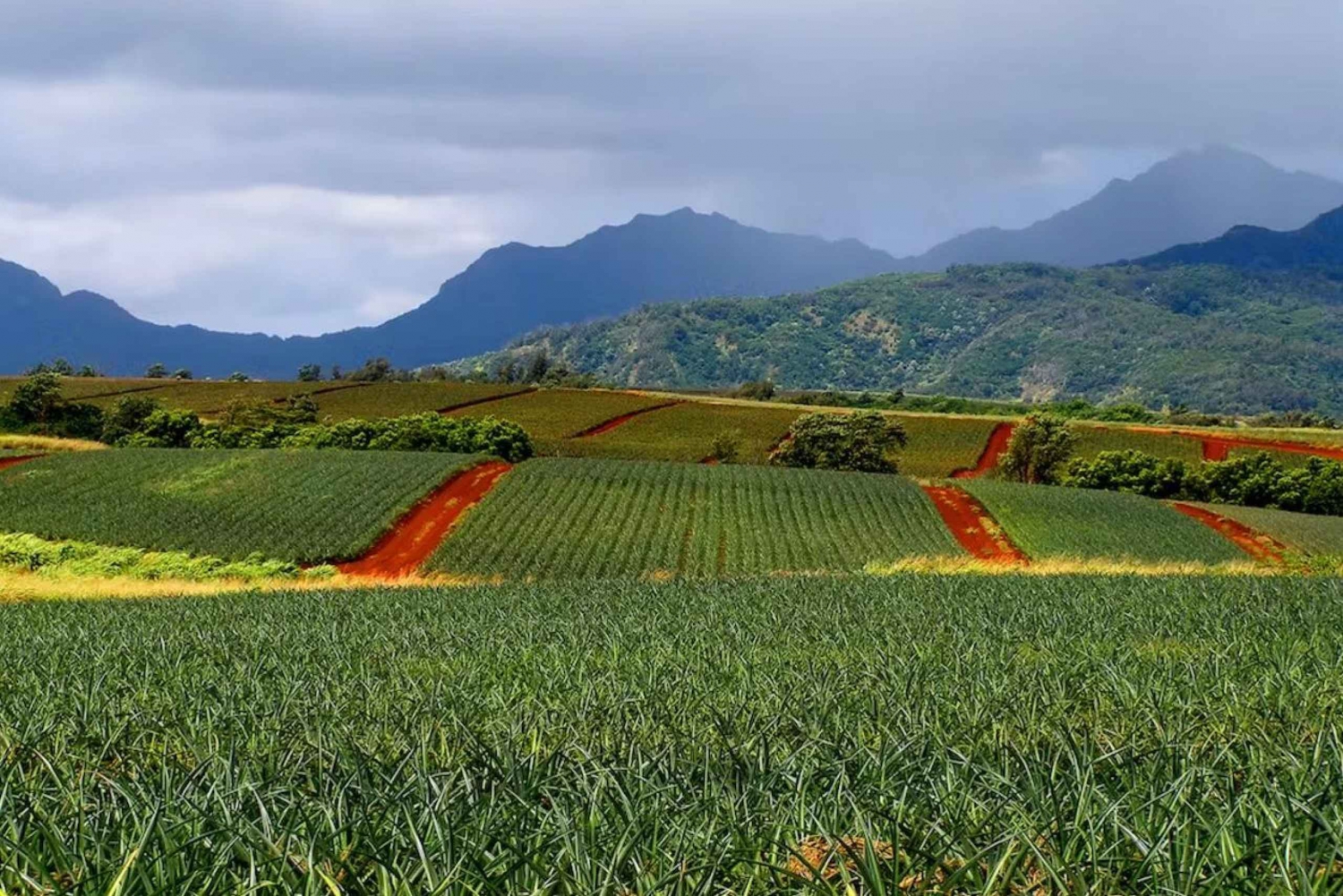 Oahu: North Shore Dole Pineapple Farm Tour