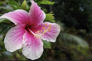 Oahu: Private Tour-North Shore feat. Waimea Falls