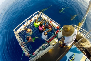Oahu: Dyk i hajbur på nordkysten