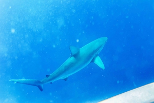 Oahu: Dyk i hajbur på nordkysten