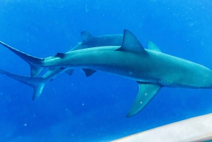 Oahu: Dyk i hajbur på nordkysten