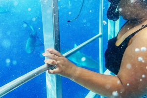 Oahu: Dyk i hajbur på nordkysten