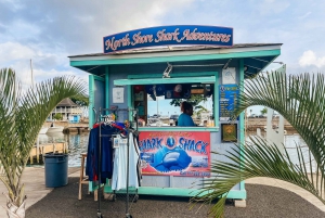 Oahu: Dyk i hajbur på nordkysten