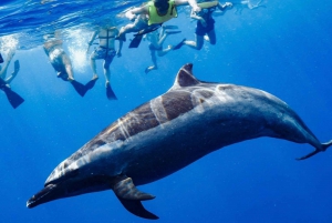 Oahu: Swim with Dolphins, Turtle Snorkel Tour and Waterslide