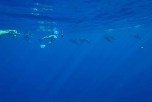 Oahu: Swim with Dolphins, Turtle Snorkel Tour and Waterslide