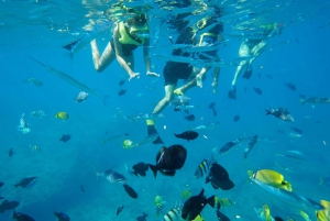Oahu: Swim with Dolphins, Turtle Snorkel Tour and Waterslide