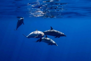 Oahu: Swim with Dolphins, Turtle Snorkel Tour and Waterslide