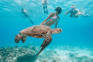 Oahu: Swim with Dolphins, Turtle Snorkel Tour and Waterslide