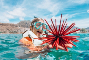 Oahu: Swim with Dolphins, Turtle Snorkel Tour and Waterslide