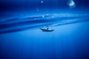 Oahu: Swim with Dolphins, Turtle Snorkel Tour and Waterslide