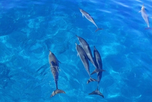 Oahu: Swim with Dolphins, Turtle Snorkel Tour and Waterslide