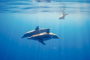 Oahu: Swim with Dolphins, Turtle Snorkel Tour and Waterslide