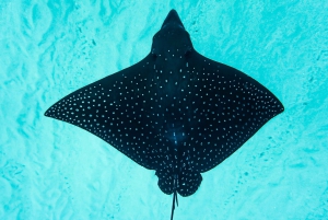 Oahu: Swim with Dolphins, Turtle Snorkel Tour and Waterslide