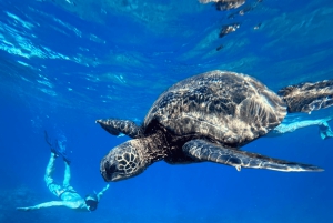 Premium Private Maui Snorkel Adventure with Turtles + Picnic