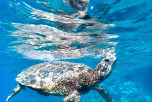 Premium Private Maui Snorkel Adventure with Turtles + Picnic