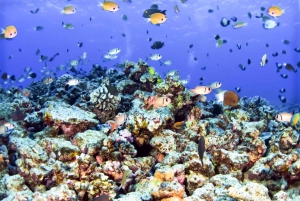 South Maui: Eco Friendly Molokini and Turtle Town Tour