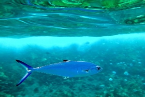 South Maui: Eco Friendly Molokini and Turtle Town Tour