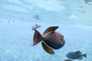 South Maui: Eco Friendly Molokini and Turtle Town Tour