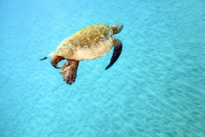 South Maui: Eco Friendly Molokini and Turtle Town Tour