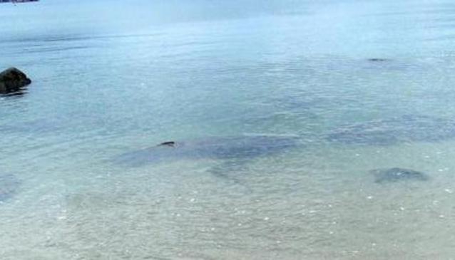Hoi Ha Wan Marine Park