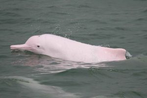 Hong Kong: Lantau VIP Priority Cable Car, Big Buddha & Tai O