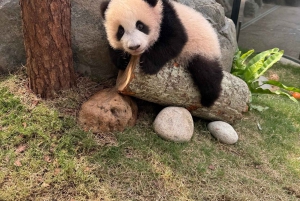 Hong Kong: Ticket de acceso para visitar los pandas en Ocean Park con traslado incluido.
