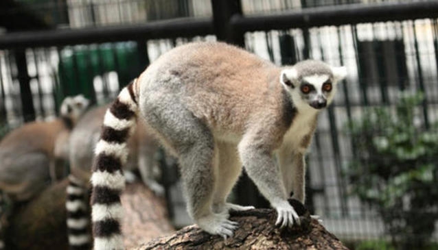 Hong Kong Zoological & Botanical Gardens