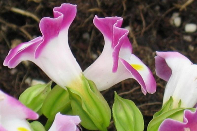 Hong Kong Zoological & Botanical Gardens