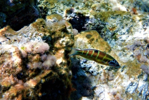Cala Codolar: Kajak- og snorkeltur med hav og grotter