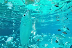 Ibiza: Snorkeling and SUP Paddle, Beach and Cave Cruise