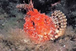 Ibiza: Snorkeling and SUP Paddle, Beach and Cave Cruise