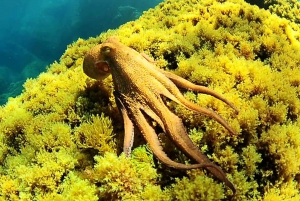 Ibiza: Snorkeling, Sunset Beach and Cave Boat Trip