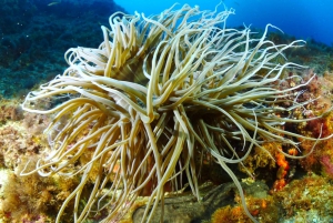 Ibiza: Snorkeling, Sunset Beach and Cave Boat Trip