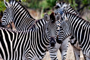 2-dagers safari i Kruger nasjonalpark fra Johannesburg