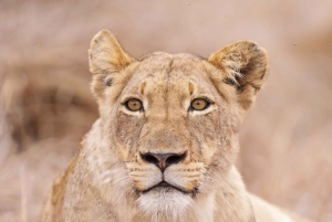 2-dagers safari i Kruger nasjonalpark fra Johannesburg