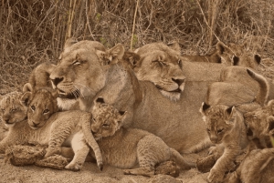 ヨハネスブルグ発：クルーガー国立公園 豪華サファリ 2日間