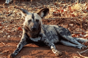 ヨハネスブルグ発：クルーガー国立公園 豪華サファリ 2日間