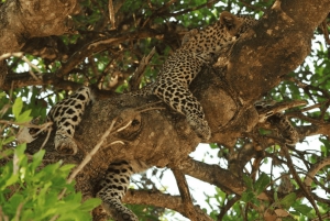 ヨハネスブルグ発：クルーガー国立公園 豪華サファリ 2日間