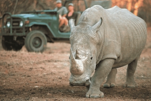 Safari de deux jours à Sabi Sands pour observer les Big Five, au départ de Johannesburg