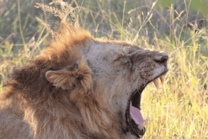 Safari de deux jours à Sabi Sands pour observer les Big Five, au départ de Johannesburg