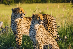 Safari de deux jours à Sabi Sands pour observer les Big Five, au départ de Johannesburg