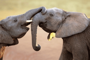 Safari de deux jours à Sabi Sands pour observer les Big Five, au départ de Johannesburg