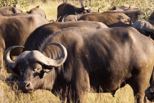 Safari de deux jours à Sabi Sands pour observer les Big Five, au départ de Johannesburg