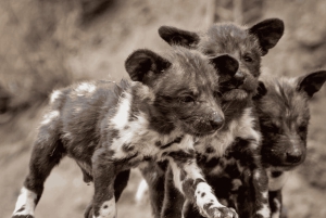 Safari de deux jours à Sabi Sands pour observer les Big Five, au départ de Johannesburg