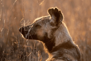 Safari de deux jours à Sabi Sands pour observer les Big Five, au départ de Johannesburg