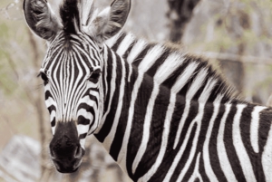 Safari de deux jours à Sabi Sands pour observer les Big Five, au départ de Johannesburg
