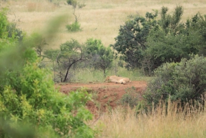 3-daagse Pilanesberg Tlou En-Suite Tented Safari
