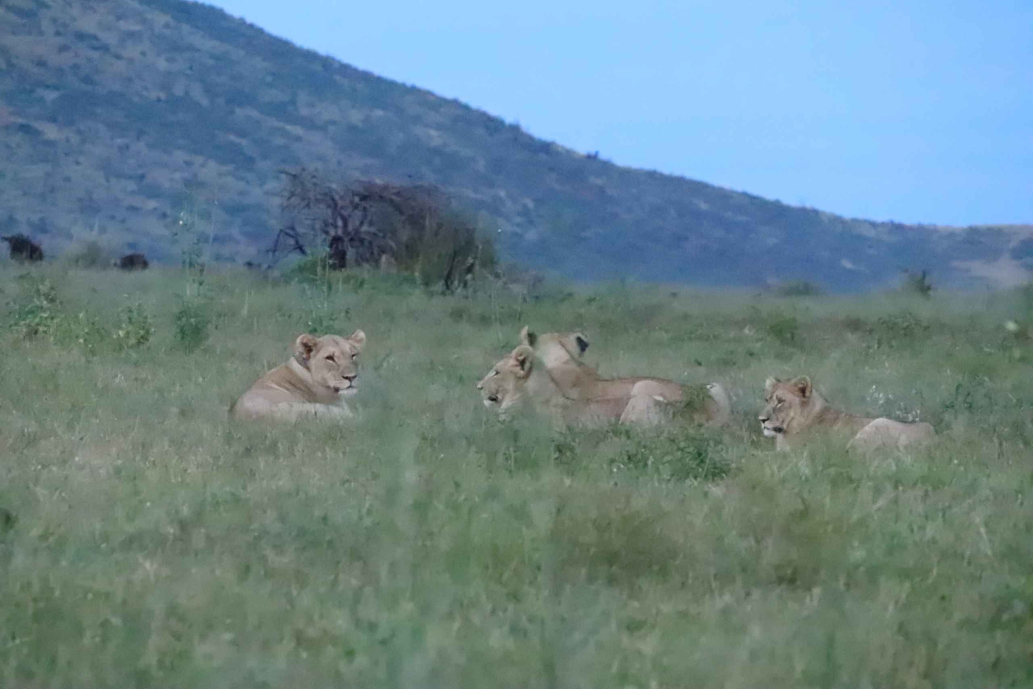 Safari de 4 jours en tente à Pilanesberg Tlou